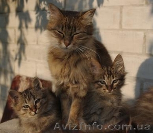 недорого продам котят курильских бобтейлов - <ro>Изображение</ro><ru>Изображение</ru> #1, <ru>Объявление</ru> #273079