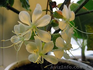 Клеродендрумы - инерме,  угандийский......