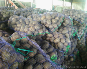 Продам картофель разных сортов в Черниговской области - <ro>Изображение</ro><ru>Изображение</ru> #1, <ru>Объявление</ru> #366020