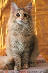 Котята самой крупной домашней кошки - мейн кун.