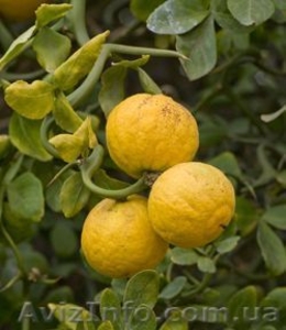 Лимоны, другие плодовые и лекарственные растения  - <ro>Изображение</ro><ru>Изображение</ru> #1, <ru>Объявление</ru> #369447