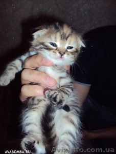 Продам добродушного вислоухого котенка - <ro>Изображение</ro><ru>Изображение</ru> #3, <ru>Объявление</ru> #391057