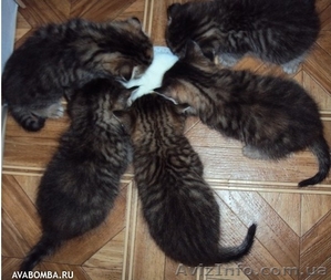 Продам добродушного вислоухого котенка - <ro>Изображение</ro><ru>Изображение</ru> #1, <ru>Объявление</ru> #391057