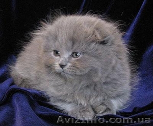 Продам котенка хайленд-фолд (девочка) - <ro>Изображение</ro><ru>Изображение</ru> #1, <ru>Объявление</ru> #407812