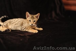 Оцикеты пятнистые  котята  - <ro>Изображение</ro><ru>Изображение</ru> #2, <ru>Объявление</ru> #404373