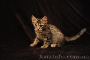 Оцикеты пятнистые  котята  - <ro>Изображение</ro><ru>Изображение</ru> #3, <ru>Объявление</ru> #404373