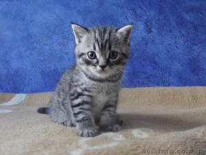 Шотландский серебристый чудо-котенок - <ro>Изображение</ro><ru>Изображение</ru> #1, <ru>Объявление</ru> #413811
