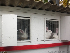 Продам кроликов-акселератов - <ro>Изображение</ro><ru>Изображение</ru> #2, <ru>Объявление</ru> #394017
