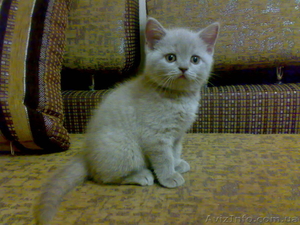 Чистокровный шотландский котенок - <ro>Изображение</ro><ru>Изображение</ru> #2, <ru>Объявление</ru> #481831