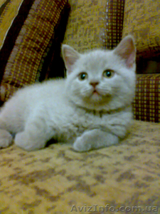 Чистокровный шотландский котенок - <ro>Изображение</ro><ru>Изображение</ru> #1, <ru>Объявление</ru> #481831