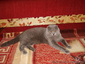 Чистокровный шотландский котенок - <ro>Изображение</ro><ru>Изображение</ru> #5, <ru>Объявление</ru> #481831
