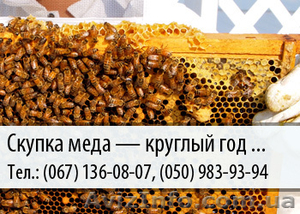 Скупка меда по Украине - <ro>Изображение</ro><ru>Изображение</ru> #1, <ru>Объявление</ru> #478788