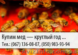 Купим мед по Украине  - <ro>Изображение</ro><ru>Изображение</ru> #1, <ru>Объявление</ru> #478818