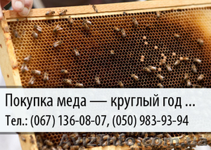 Покупка меда по Украине  - <ro>Изображение</ro><ru>Изображение</ru> #1, <ru>Объявление</ru> #478828