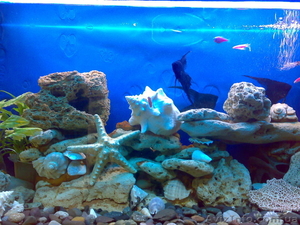 Продам аквариум Донецк 200 литров б/у - <ro>Изображение</ro><ru>Изображение</ru> #5, <ru>Объявление</ru> #496289
