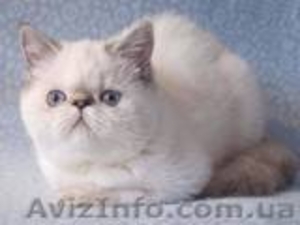 продам экзотических котят - <ro>Изображение</ro><ru>Изображение</ru> #1, <ru>Объявление</ru> #511064