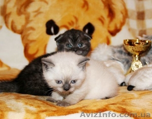 Шотландские плюшевые котята от титулованных родителей - <ro>Изображение</ro><ru>Изображение</ru> #3, <ru>Объявление</ru> #487568