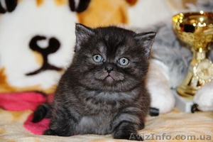 Шотландские плюшевые котята от титулованных родителей - <ro>Изображение</ro><ru>Изображение</ru> #1, <ru>Объявление</ru> #487568