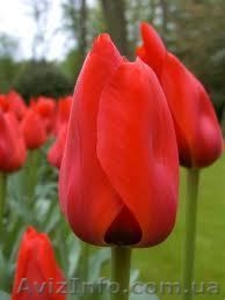 Продам тюльпан оптом к 8 марта! - <ro>Изображение</ro><ru>Изображение</ru> #1, <ru>Объявление</ru> #518966