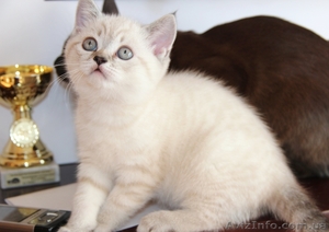 Шотландские котята от титулованніх родителей - <ro>Изображение</ro><ru>Изображение</ru> #3, <ru>Объявление</ru> #517214