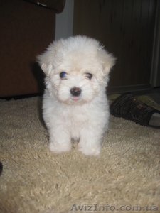 Предлагаю щенков Мальтийской болонки