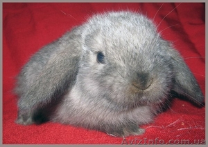 Продажа вислоухих крольчат - <ro>Изображение</ro><ru>Изображение</ru> #2, <ru>Объявление</ru> #506571