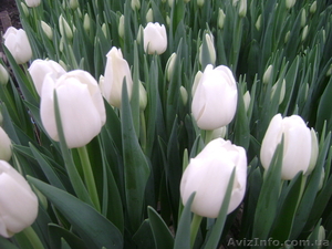 тюльпаны к 8 марта для каждого - <ro>Изображение</ro><ru>Изображение</ru> #1, <ru>Объявление</ru> #545307