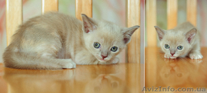 продаются котята европейской бурмы - <ro>Изображение</ro><ru>Изображение</ru> #1, <ru>Объявление</ru> #547017