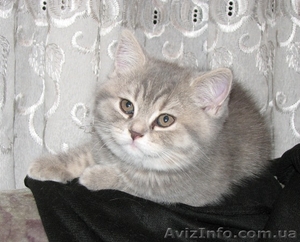 Продам шотландских котят, хайлендов - <ro>Изображение</ro><ru>Изображение</ru> #4, <ru>Объявление</ru> #545475