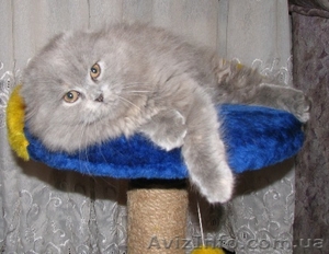 Продам шотландских котят, хайлендов - <ro>Изображение</ro><ru>Изображение</ru> #1, <ru>Объявление</ru> #545475