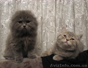 Продам шотландских котят, хайлендов - <ro>Изображение</ro><ru>Изображение</ru> #3, <ru>Объявление</ru> #545475