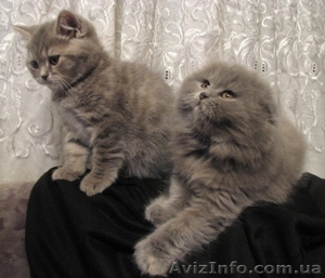 Продам шотландских котят, хайлендов - <ro>Изображение</ro><ru>Изображение</ru> #2, <ru>Объявление</ru> #545475