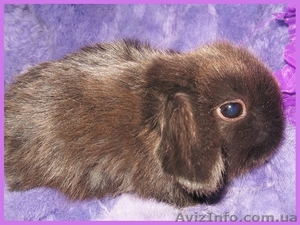 Вислоухие кролики-баранчики - <ro>Изображение</ro><ru>Изображение</ru> #2, <ru>Объявление</ru> #524724