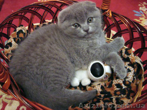 Шотландские вислоухие  котята голубого окраса - <ro>Изображение</ro><ru>Изображение</ru> #1, <ru>Объявление</ru> #205996