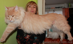 Питомник "Big Wild Cat" предлагает котят породы мейн кун - <ro>Изображение</ro><ru>Изображение</ru> #1, <ru>Объявление</ru> #600176