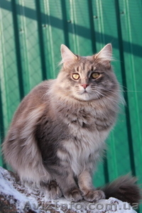 Питомник "Big Wild Cat" предлагает котят породы мейн кун - <ro>Изображение</ro><ru>Изображение</ru> #3, <ru>Объявление</ru> #600176