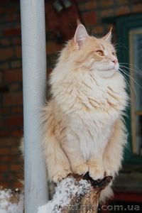 Питомник "Big Wild Cat" предлагает котят породы мейн кун - <ro>Изображение</ro><ru>Изображение</ru> #4, <ru>Объявление</ru> #600176