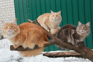 Питомник "Big Wild Cat" предлагает котят породы мейн кун - <ro>Изображение</ro><ru>Изображение</ru> #2, <ru>Объявление</ru> #600176