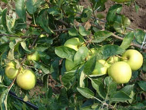 Продам яблоневый сад - <ro>Изображение</ro><ru>Изображение</ru> #3, <ru>Объявление</ru> #621043