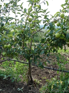 Продам яблоневый сад - <ro>Изображение</ro><ru>Изображение</ru> #2, <ru>Объявление</ru> #621043