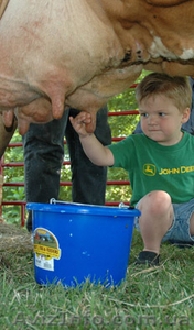 ПОЛЬША - мужчины для доения коров