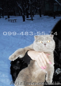 Вязка/Случка с шотландским фолд/вислоухим котом