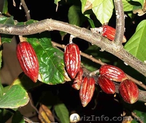 Какао или шоколадное дерево - <ro>Изображение</ro><ru>Изображение</ru> #2, <ru>Объявление</ru> #689489