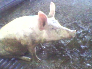 продажа свиней живым весом - <ro>Изображение</ro><ru>Изображение</ru> #1, <ru>Объявление</ru> #691833