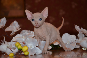 Продаются голорожденные котята породы канадский сфинкс различных окрасов - <ro>Изображение</ro><ru>Изображение</ru> #1, <ru>Объявление</ru> #720517