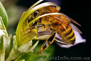 Видеопасека 1-2 мир пчеловода  - <ro>Изображение</ro><ru>Изображение</ru> #1, <ru>Объявление</ru> #717987