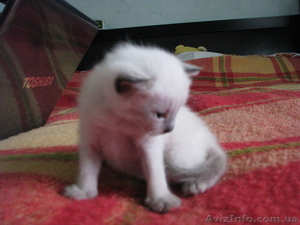 Продаю котят тайской породы - <ro>Изображение</ro><ru>Изображение</ru> #2, <ru>Объявление</ru> #724612