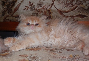 Чистокровные персидские котята - <ro>Изображение</ro><ru>Изображение</ru> #4, <ru>Объявление</ru> #284680