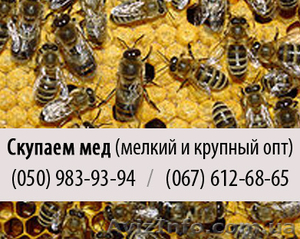 Скупка меда (покупаем мед) крупным и мелким оптом в Донецке - <ro>Изображение</ro><ru>Изображение</ru> #1, <ru>Объявление</ru> #826390