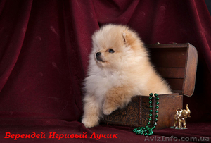 щенки померанского шпица,  Тип , , медвежонок, , Доставка по Украине